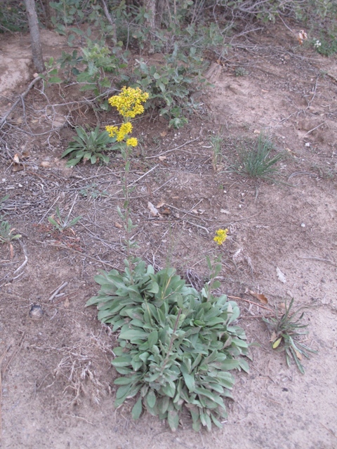 Solidago nemoralis